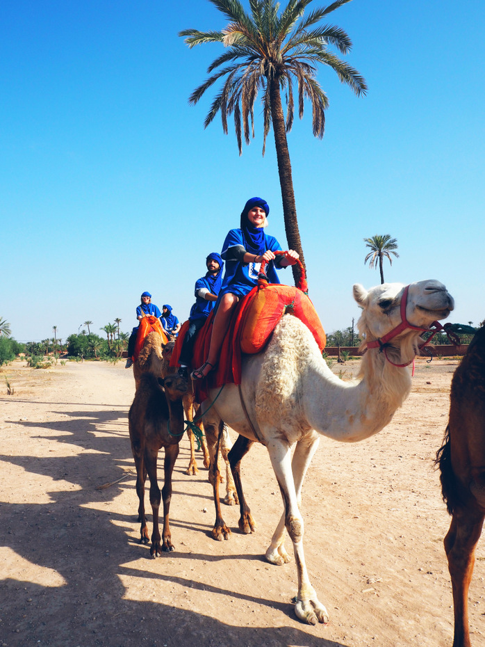 marrakech-camel